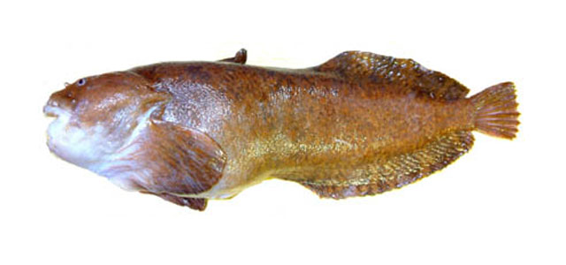 Pretty Slipskin snailfish