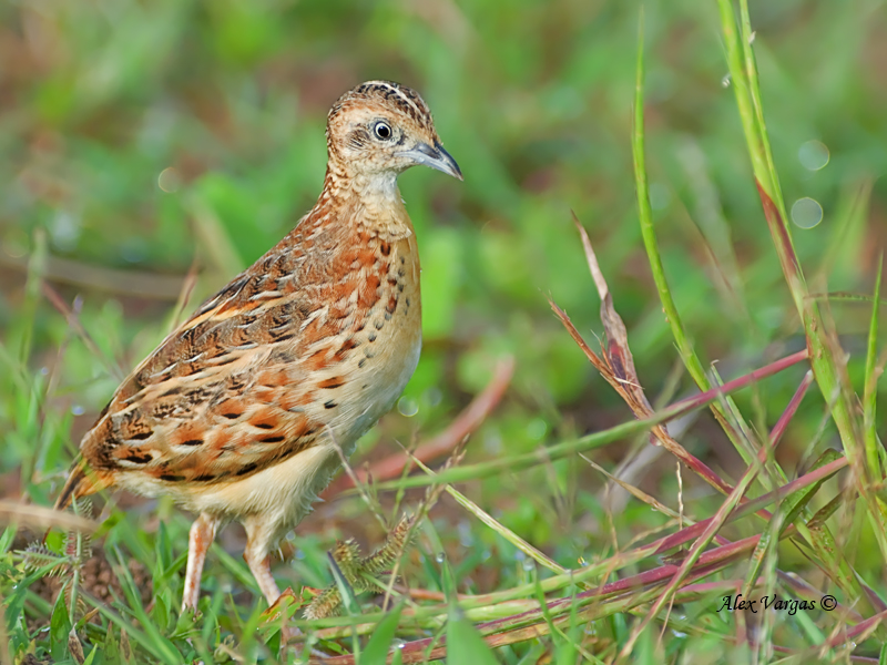 Small buttonquail