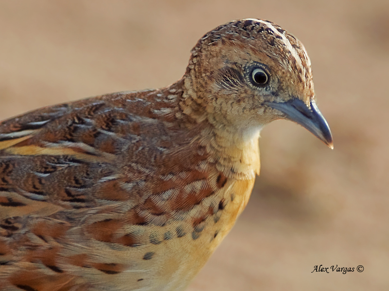 Pretty Small buttonquail