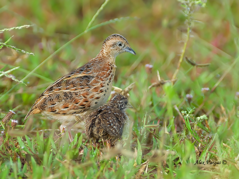 Pretty Small buttonquail