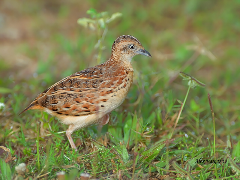 Pretty Small buttonquail