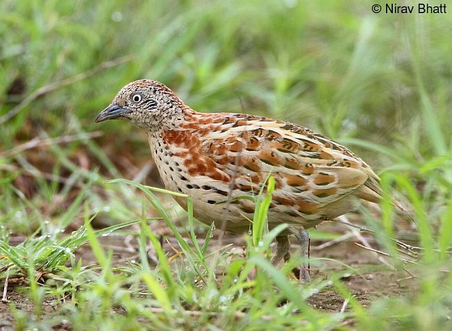 Pretty Small buttonquail