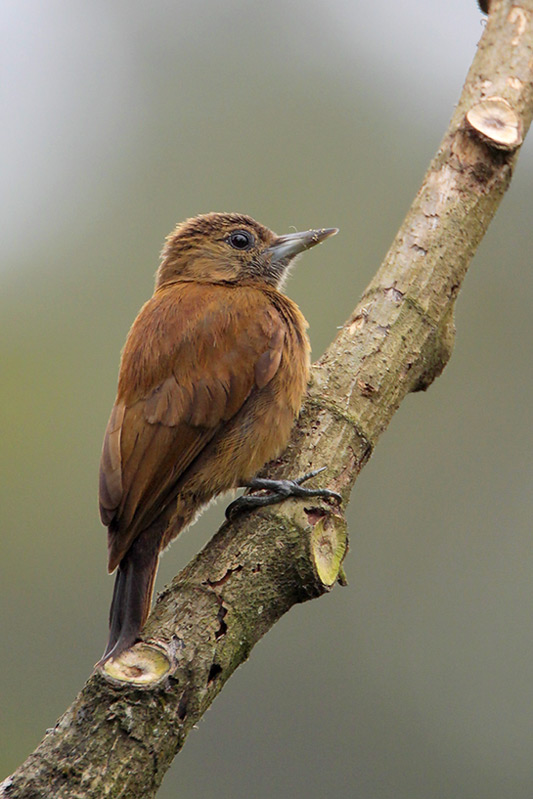 Smoky-brown woodpecker