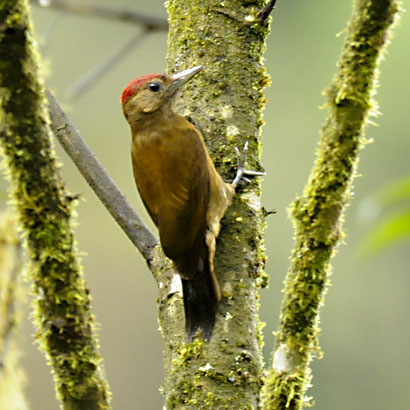 Pretty Smoky-brown woodpecker