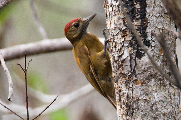 Pretty Smoky-brown woodpecker
