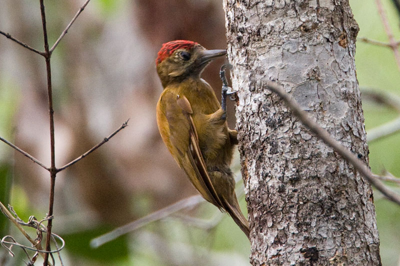 Pretty Smoky-brown woodpecker