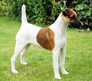 Nice Smooth Fox Terrier - Dog Breed