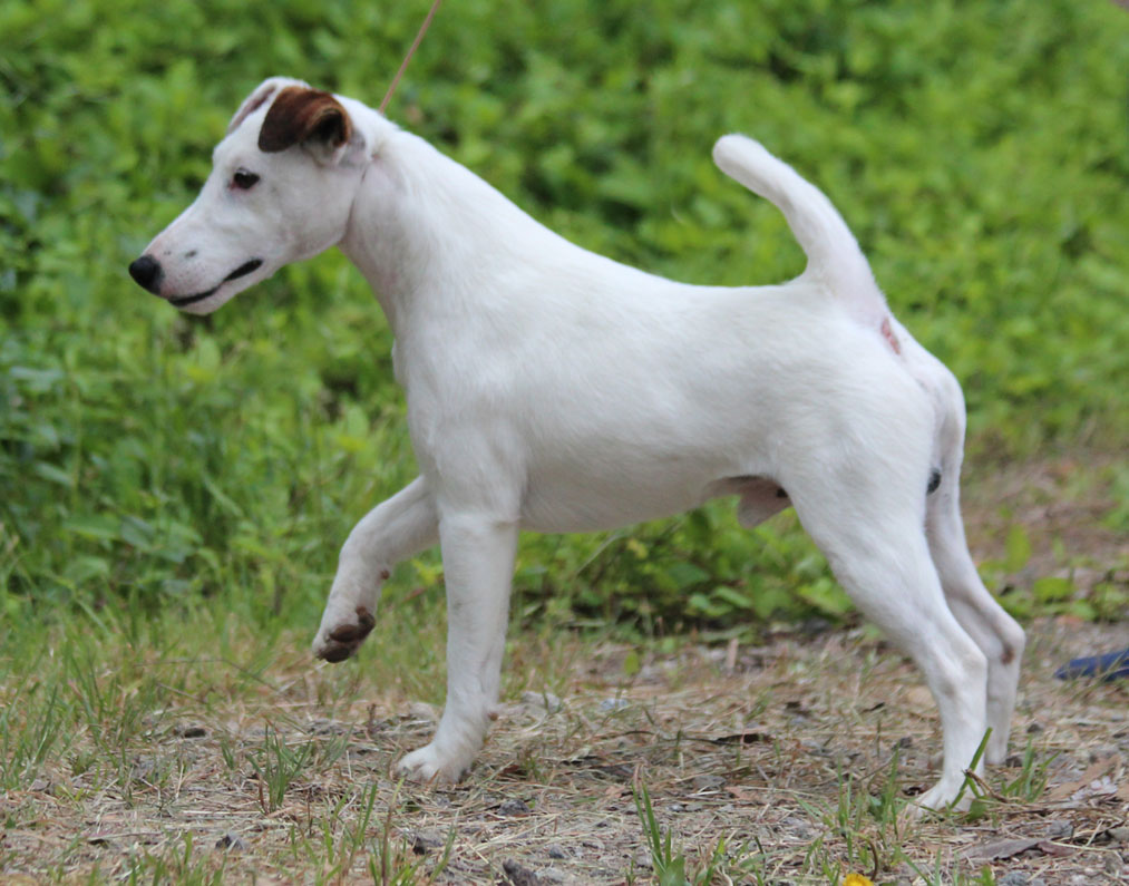 Pretty Smooth Fox Terrier - Dog Breed
