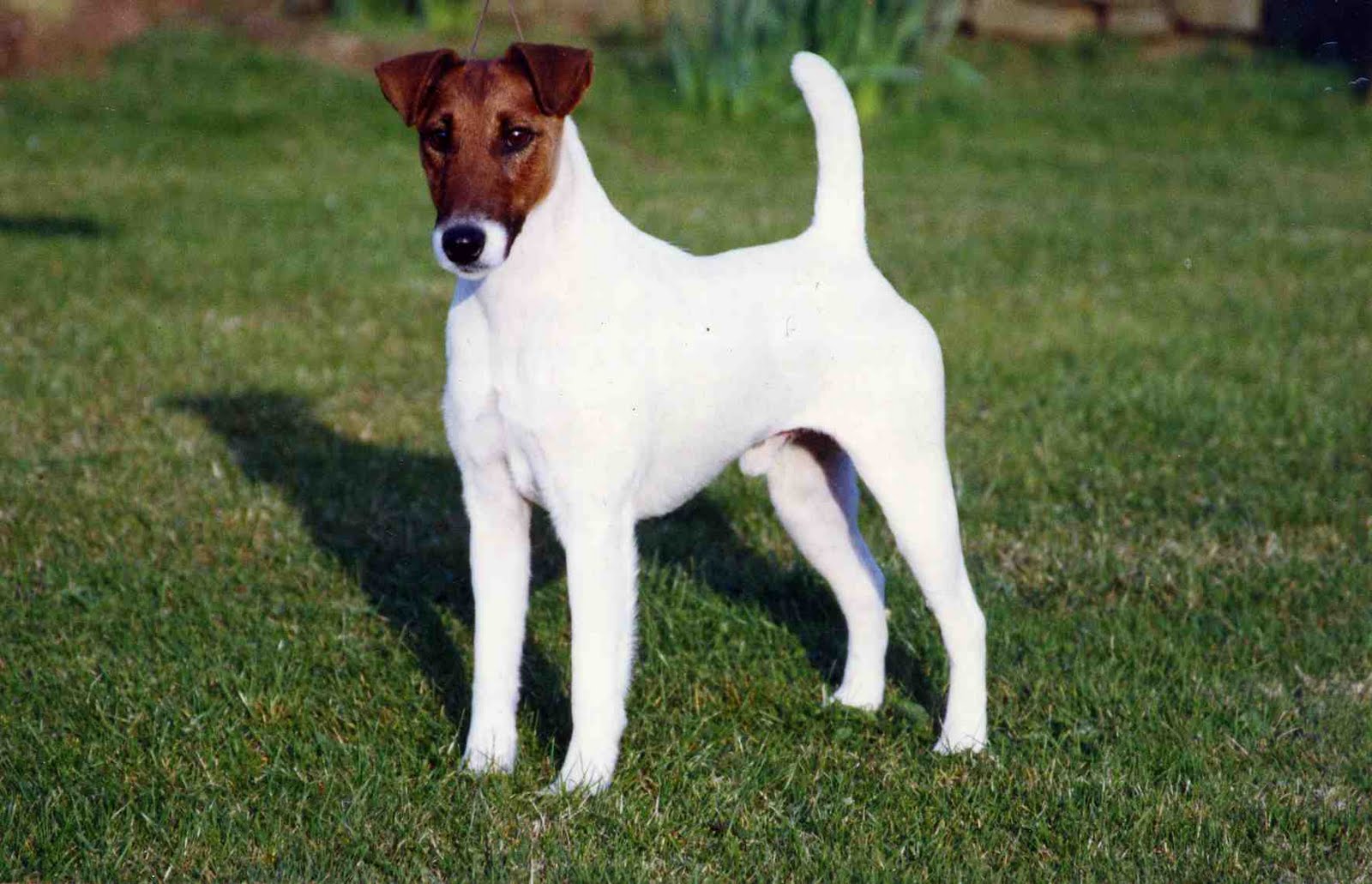 Cute Smooth Fox Terrier - Dog Breed