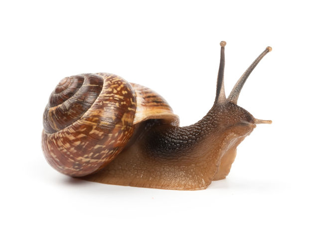 Snail