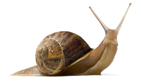 Pretty Snail