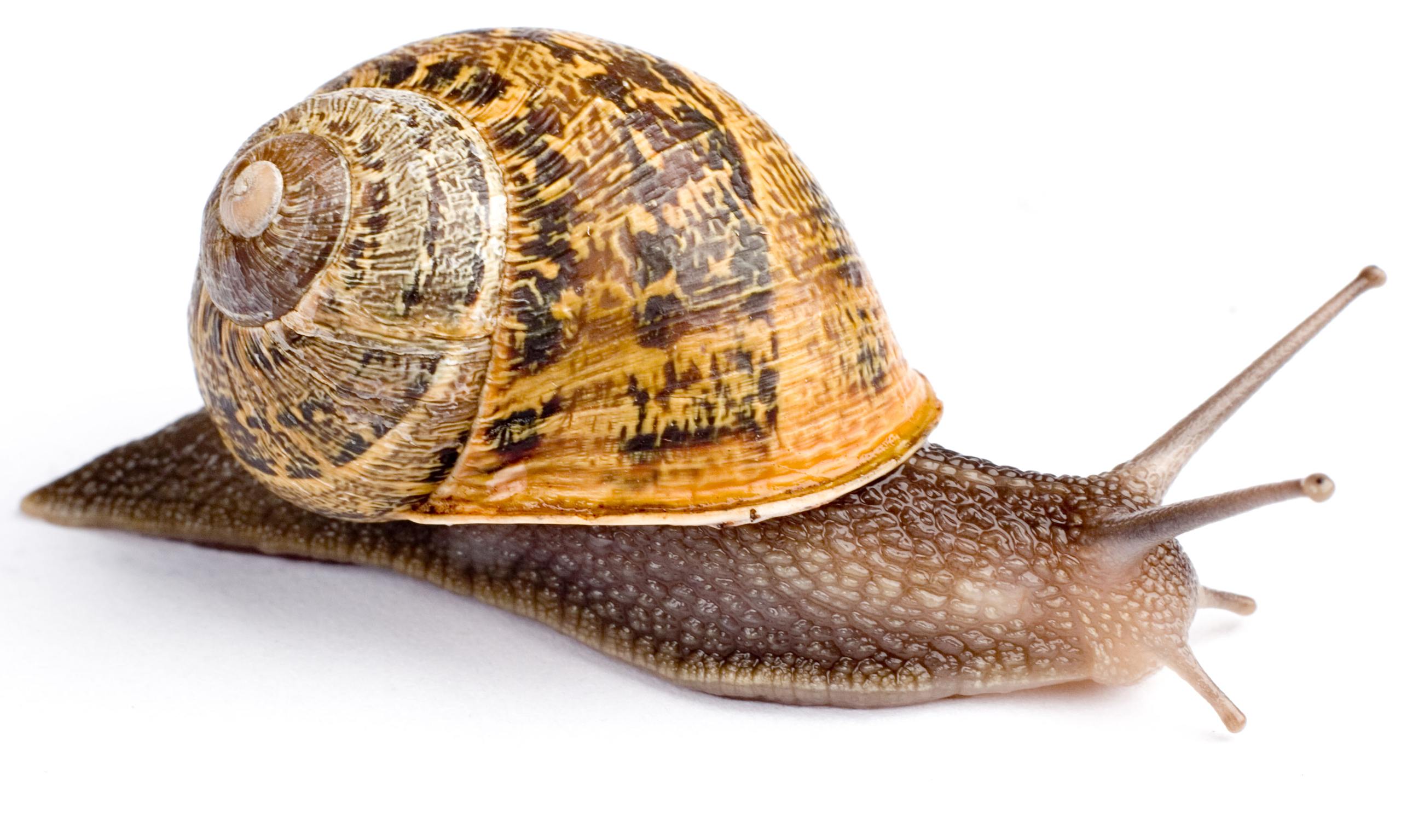 Cute Snail