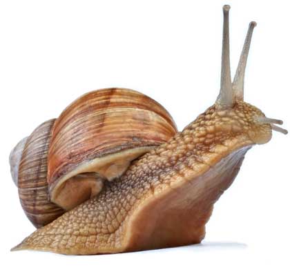 Wallpaper Snail