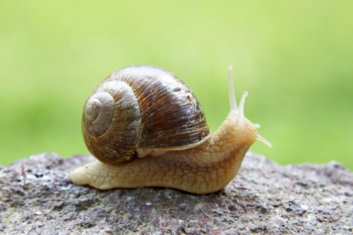 Snail wallpaper
