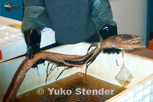 Snake mackerel