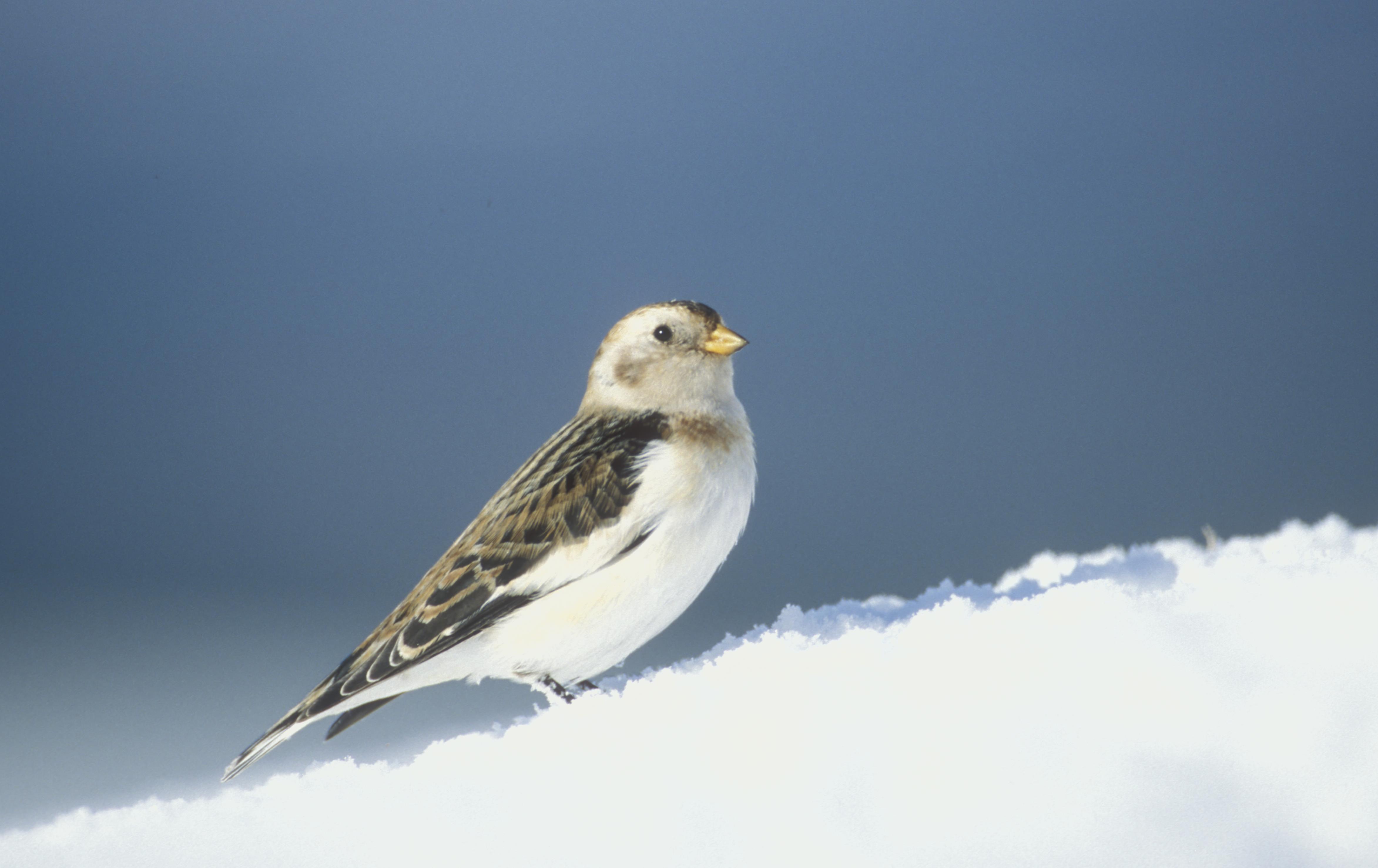 Snow bunting