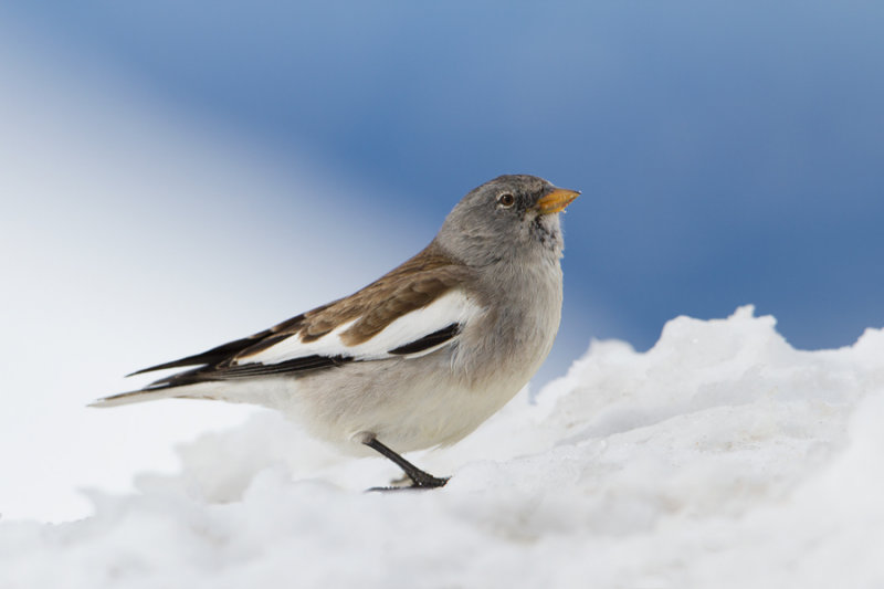 Snow finch
