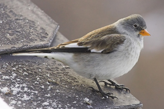 Pretty Snow finch