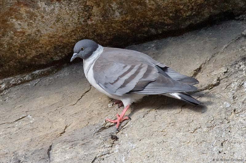 Pretty Snow pigeon