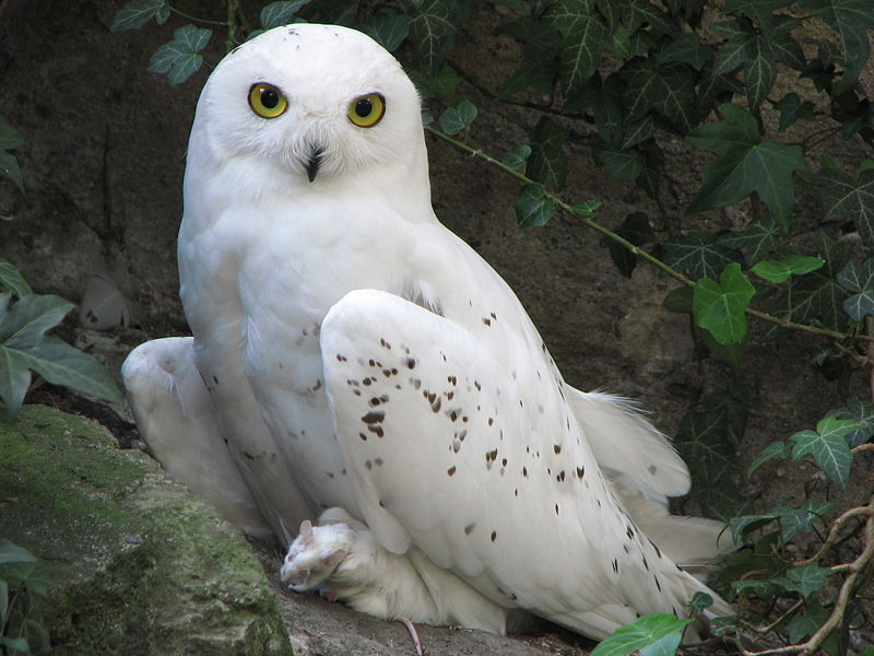 Pretty Snowy owl