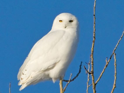 Pretty Snowy owl