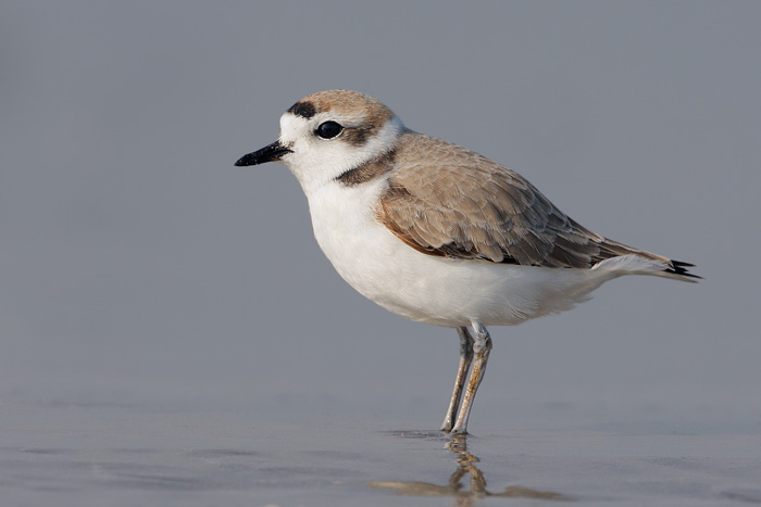 Pretty Snowy plover