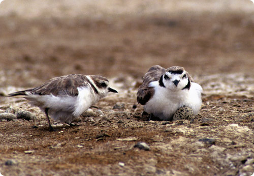 Pretty Snowy plover