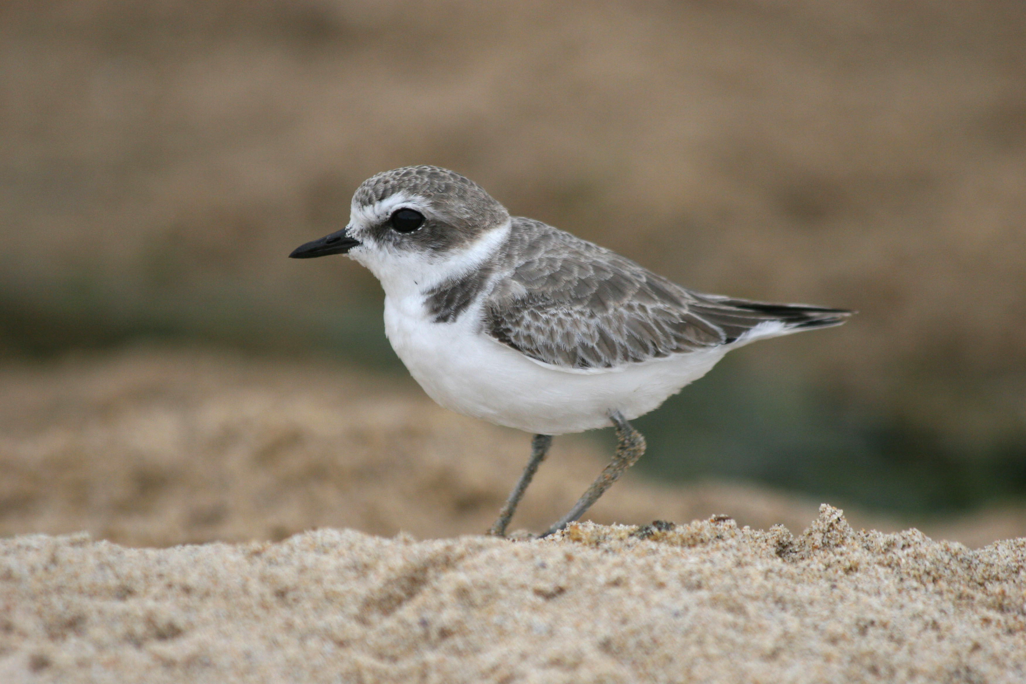Pretty Snowy plover