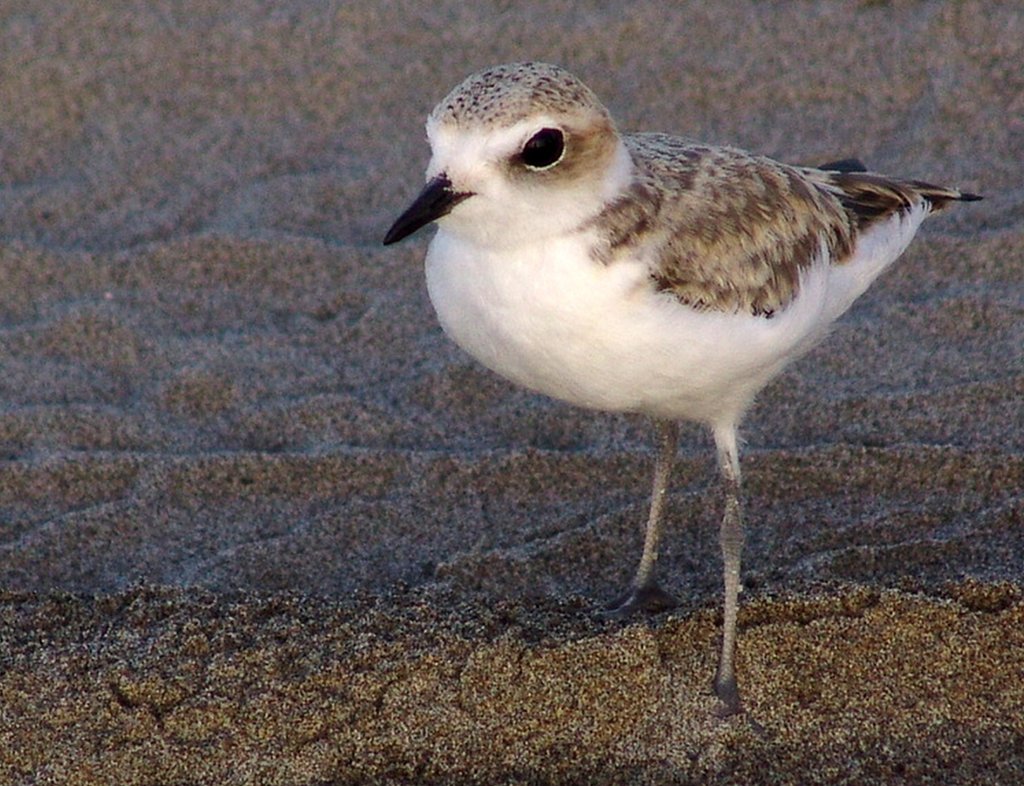 Pretty Snowy plover
