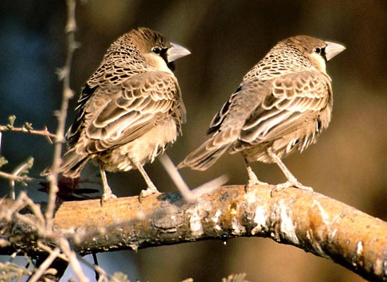 Sociable weaver