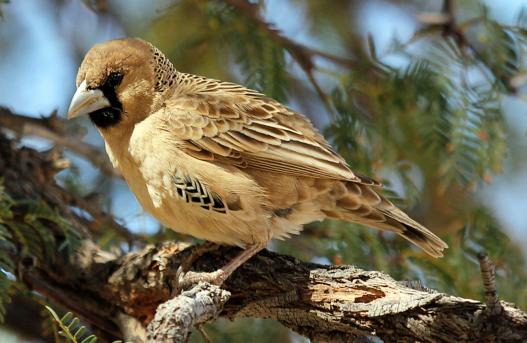 Pretty Sociable weaver