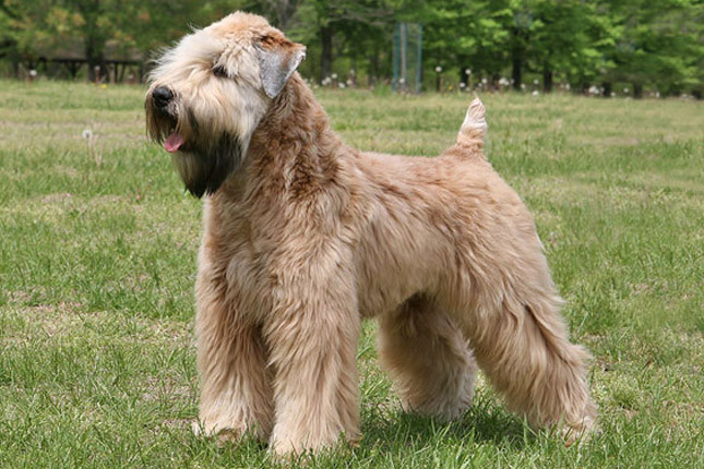 Pretty Soft Coated Wheaten Terrier - Dog Breed