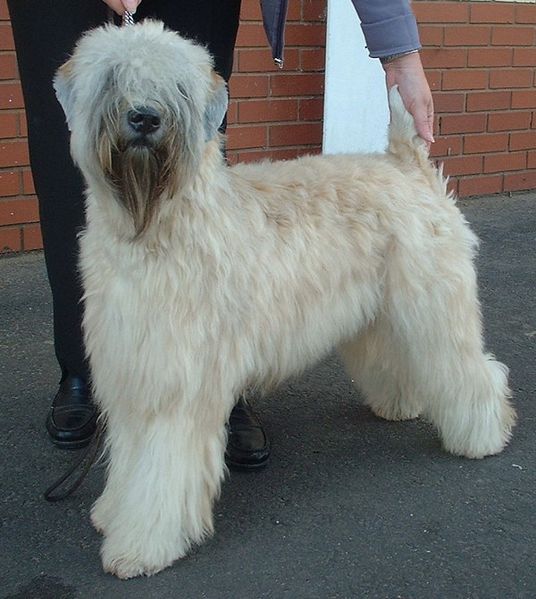 Soft Coated Wheaten Terrier - Dog Breed photo 