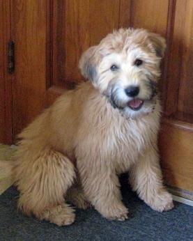 Soft Coated Wheaten Terrier - Dog Breed wallpaper