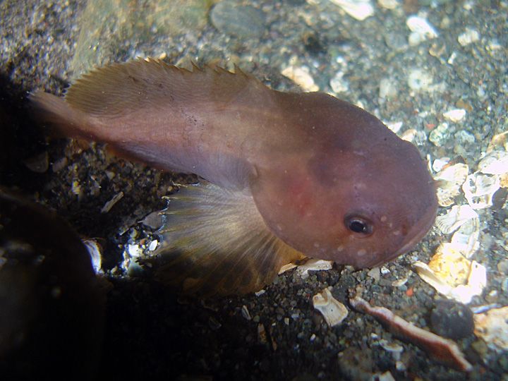 Soft sculpin
