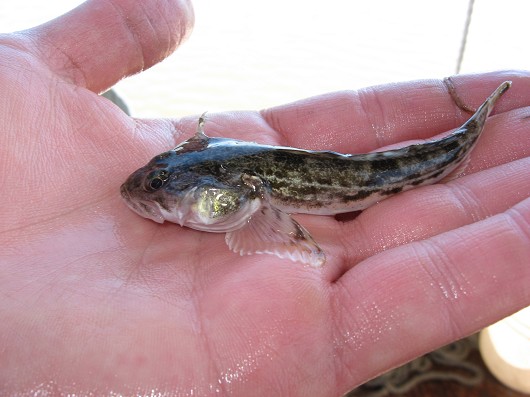 Pretty Soft sculpin