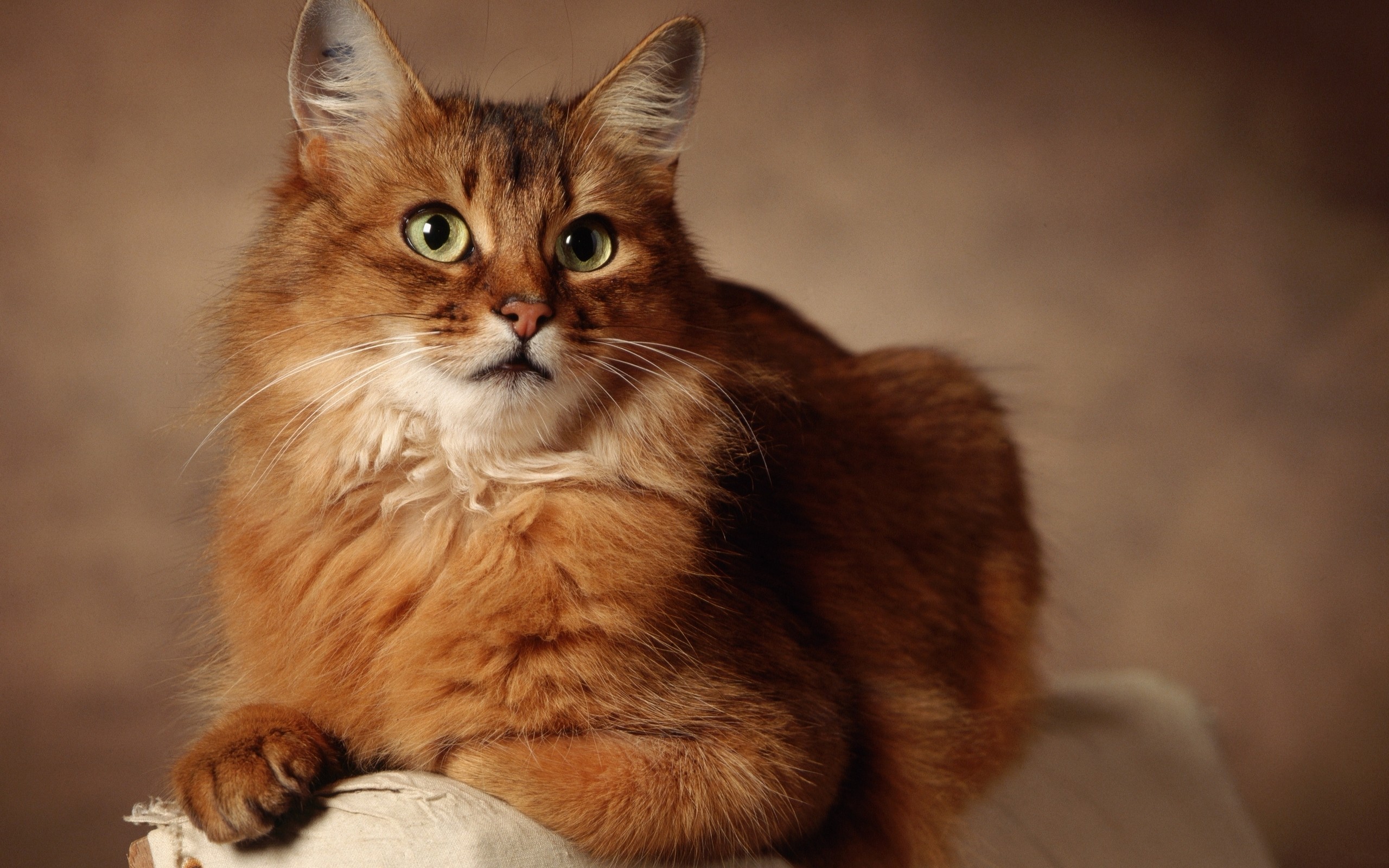 Nice Somali Cat - Cat Breed