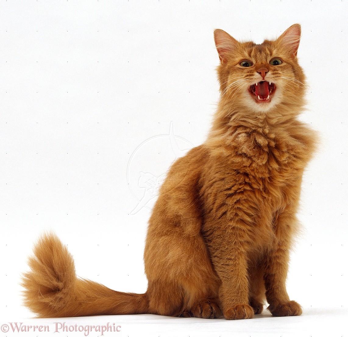 Photo Somali Cat - Cat Breed