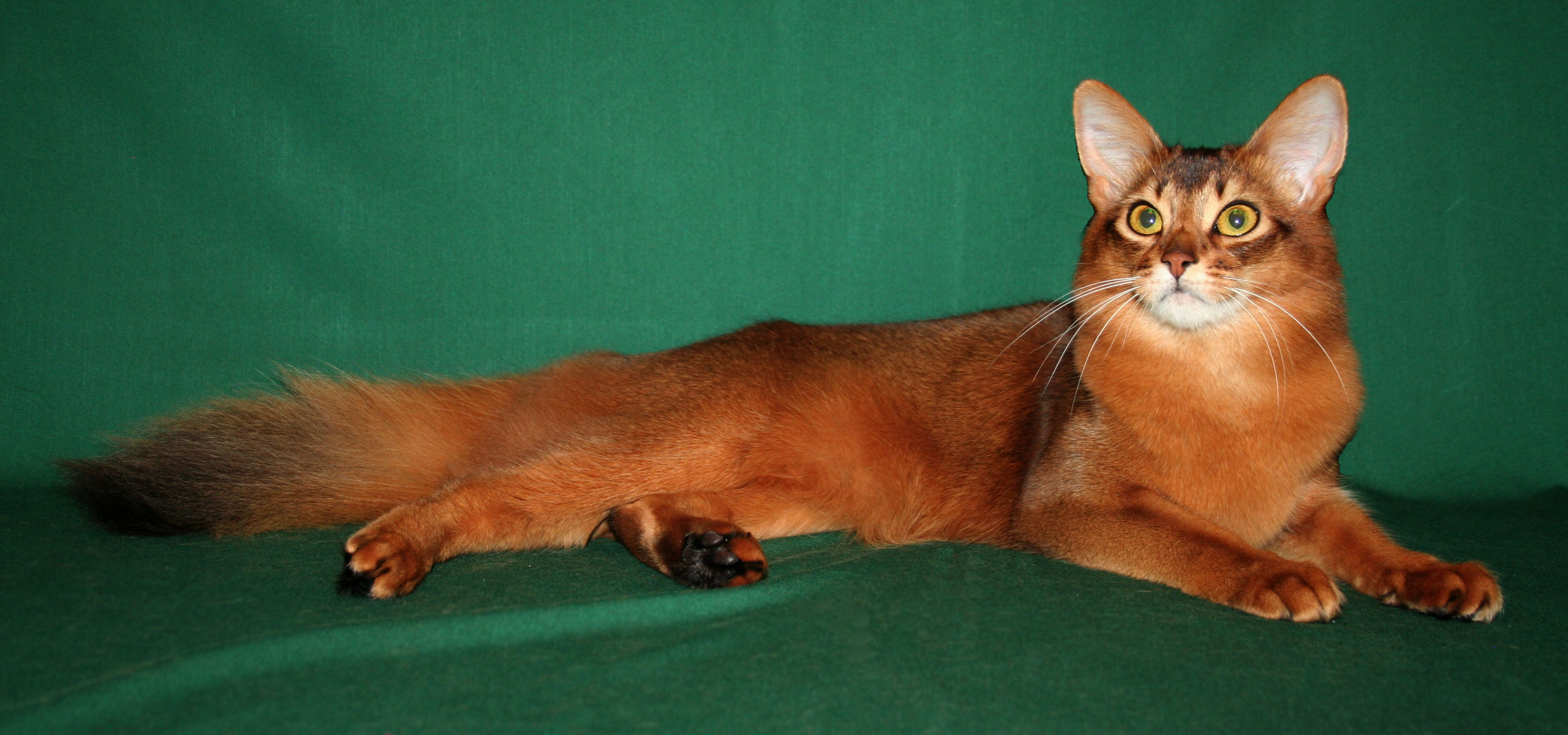 Somali Cat - Cat Breed wallpaper