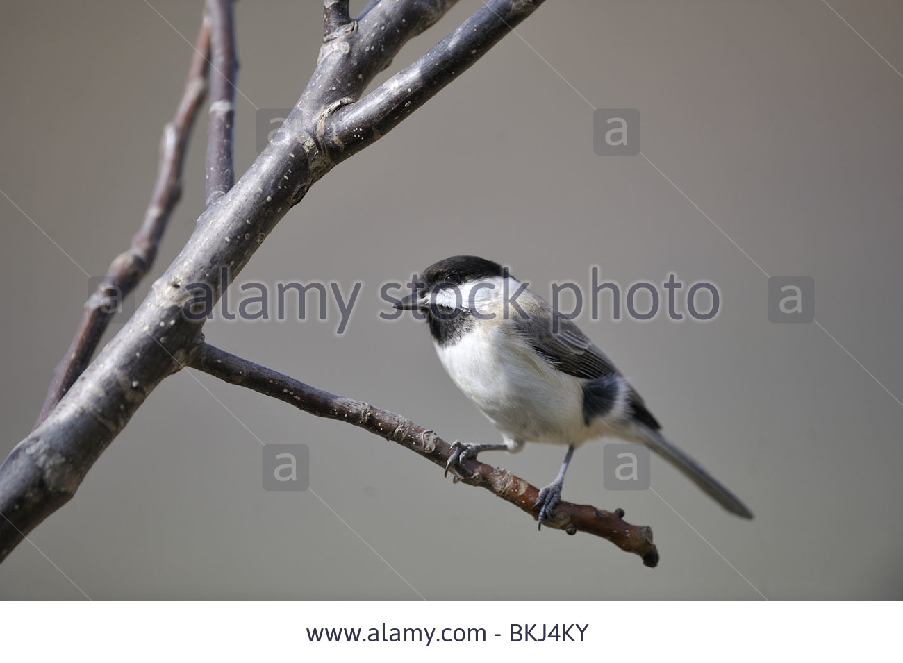 Pretty Sombre tit