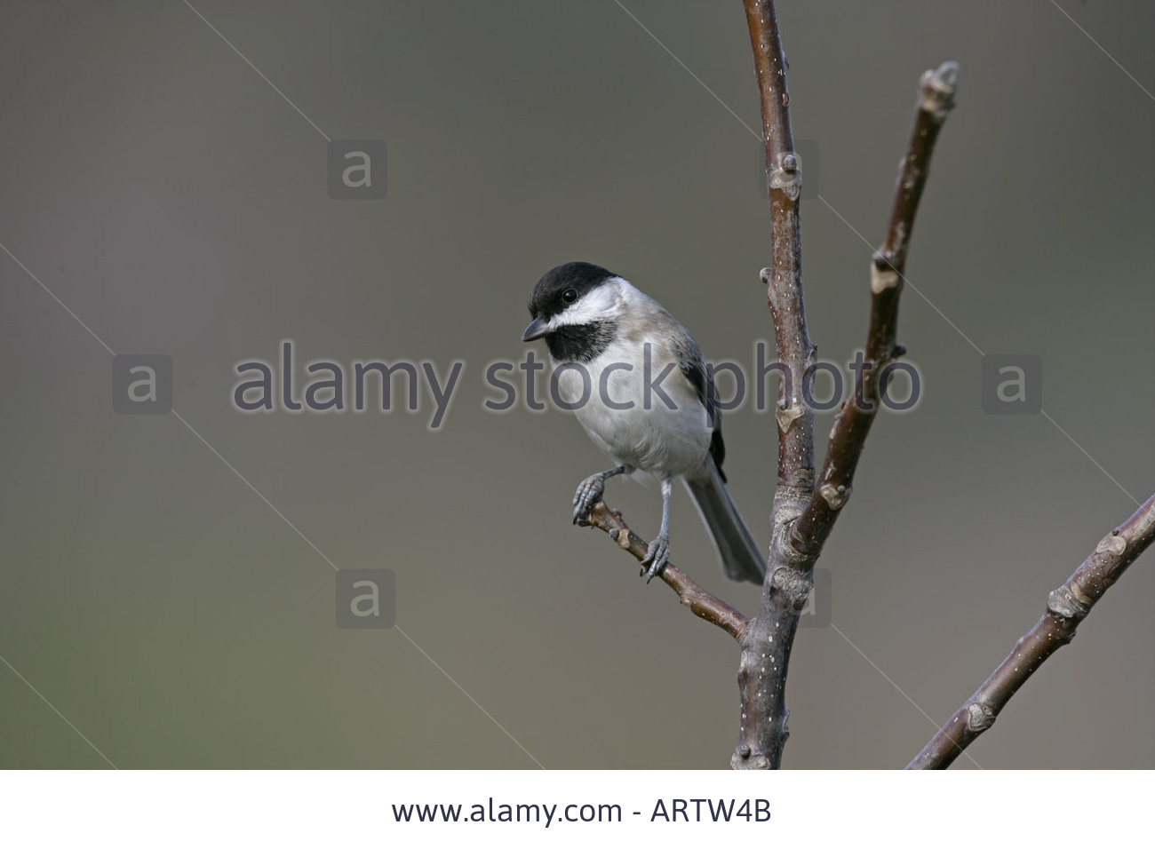 Pretty Sombre tit
