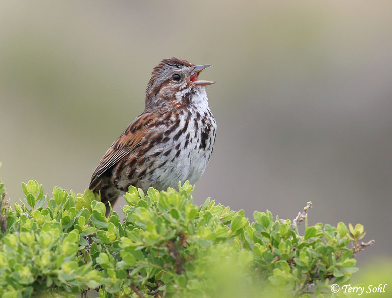 Pretty Song sparrow