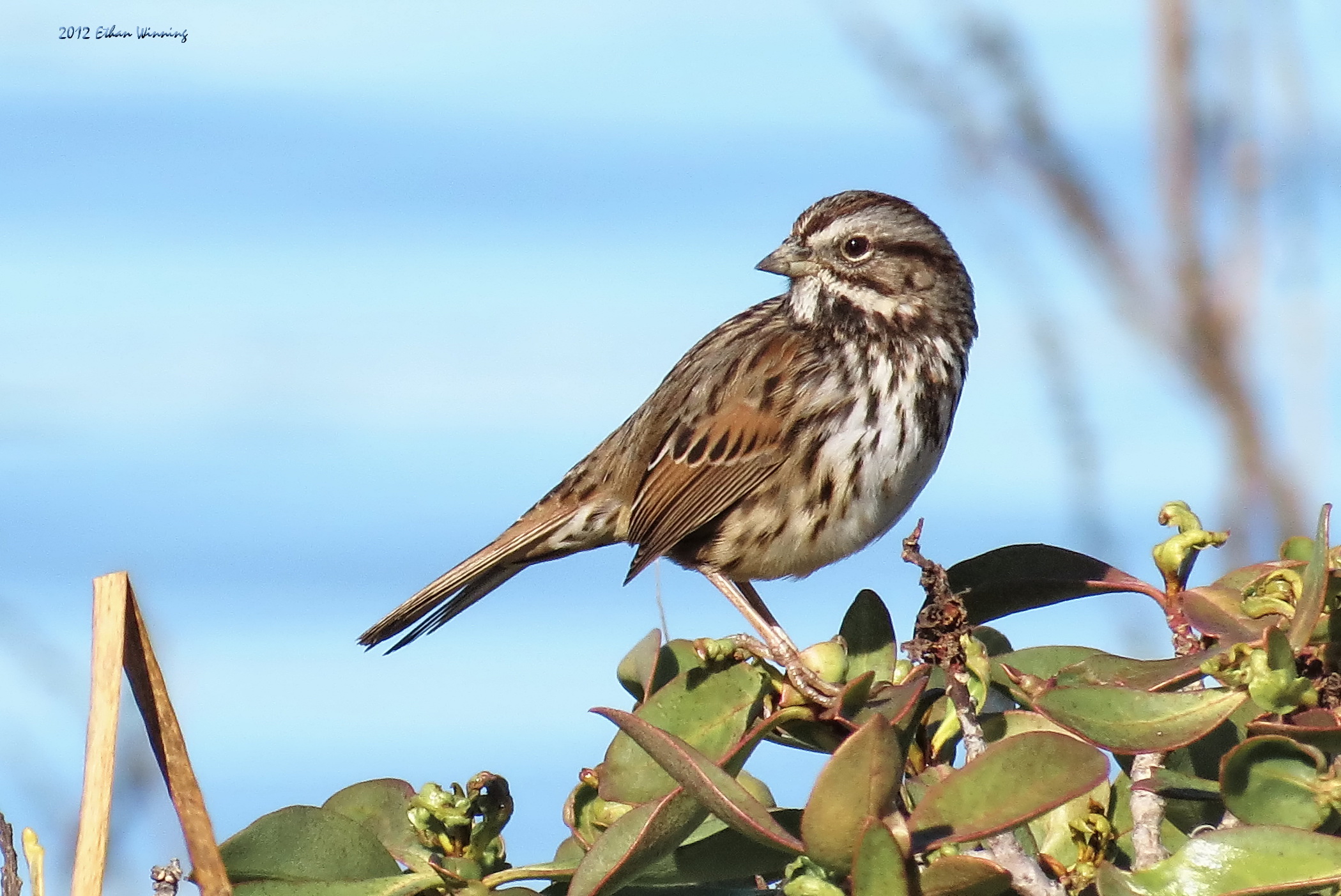 Pretty Song sparrow