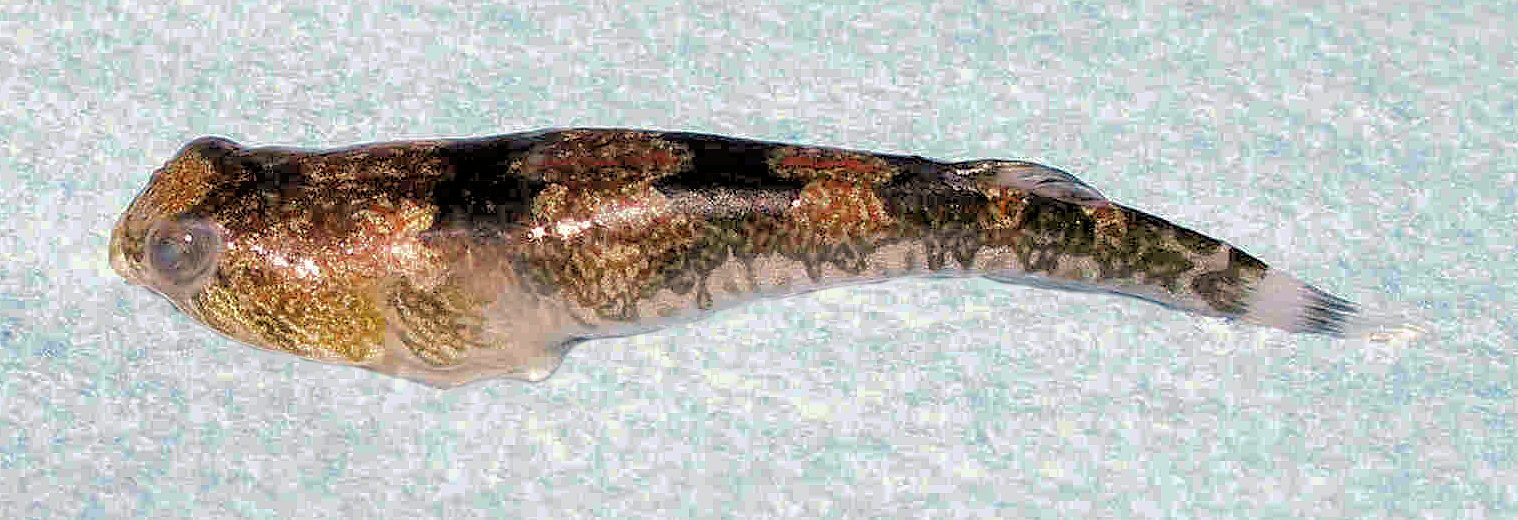 Pretty Sonora clingfish