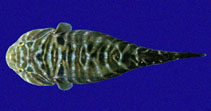 Pretty Sonora clingfish