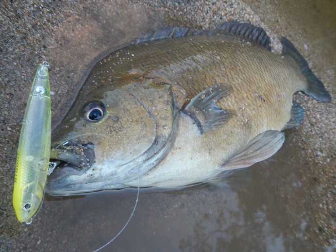 Pretty Sooty grunter