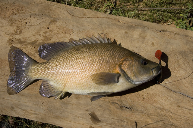 Pretty Sooty grunter