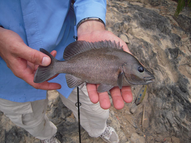 Pretty Sooty grunter