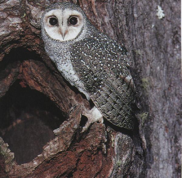 Sooty owl