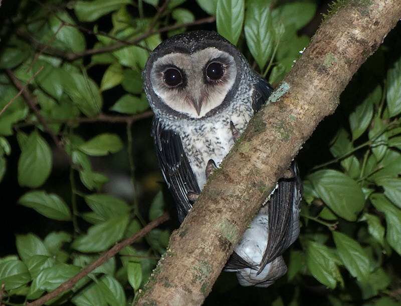 Pretty Sooty owl